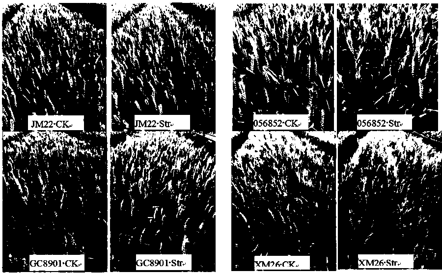 Simple method for evaluating heat resistance of wheat