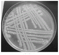 High-temperature-resistant garden waste decomposing bacteria ST5 and application thereof