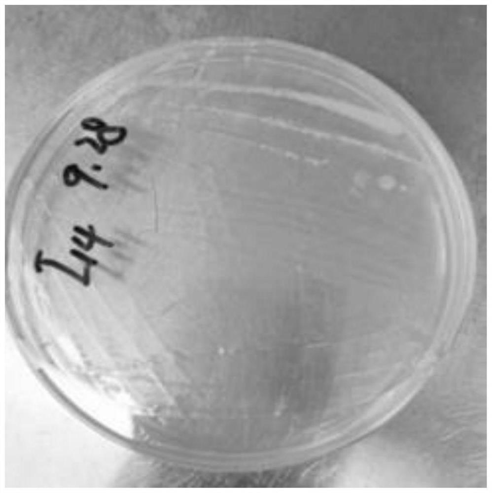 Efficient flocculating bacterium and application thereof in sewage treatment