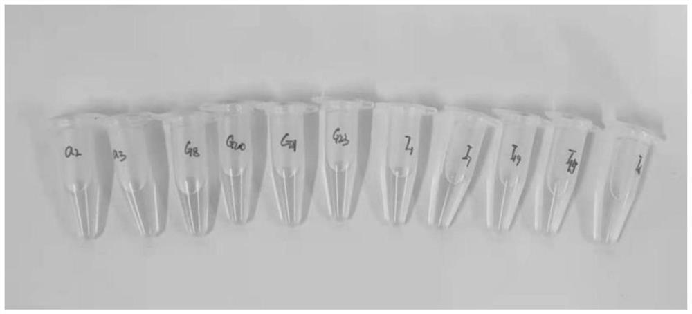 Efficient flocculating bacterium and application thereof in sewage treatment