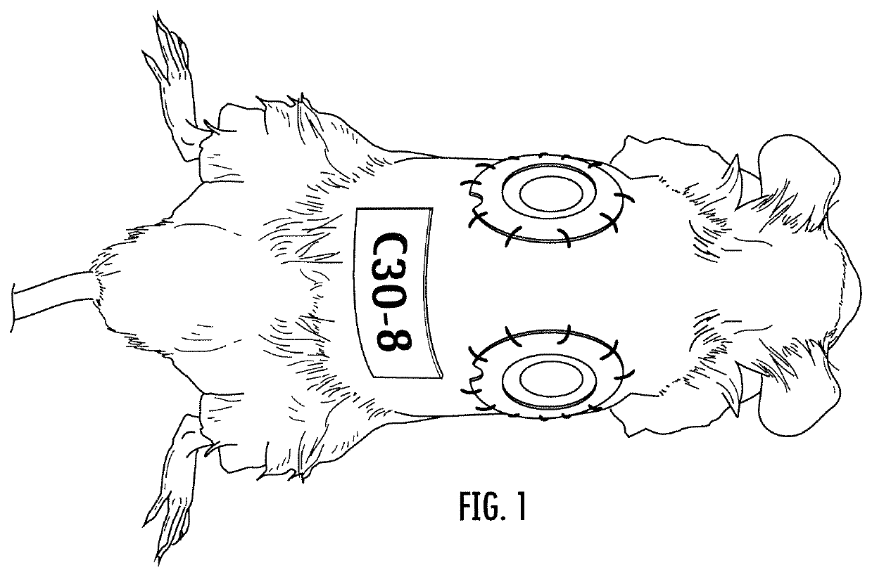 Animal wound model and methods of use