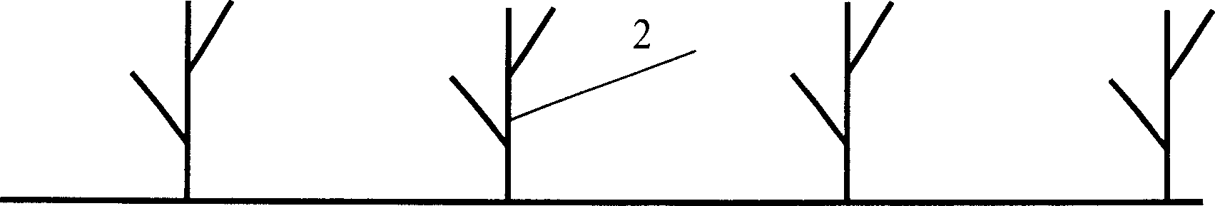 Tillage cultivation method of corn