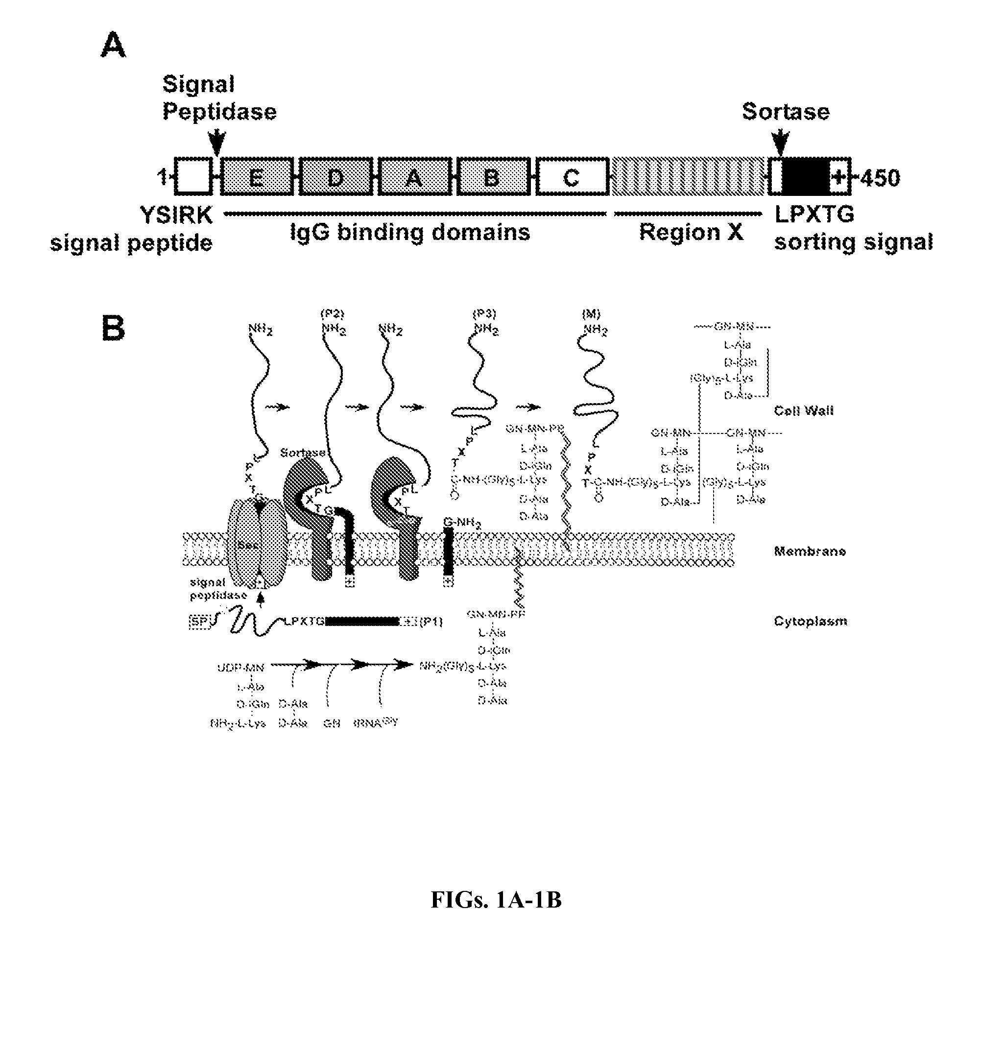 Methods and compositions involving protective staphylococcal antigens