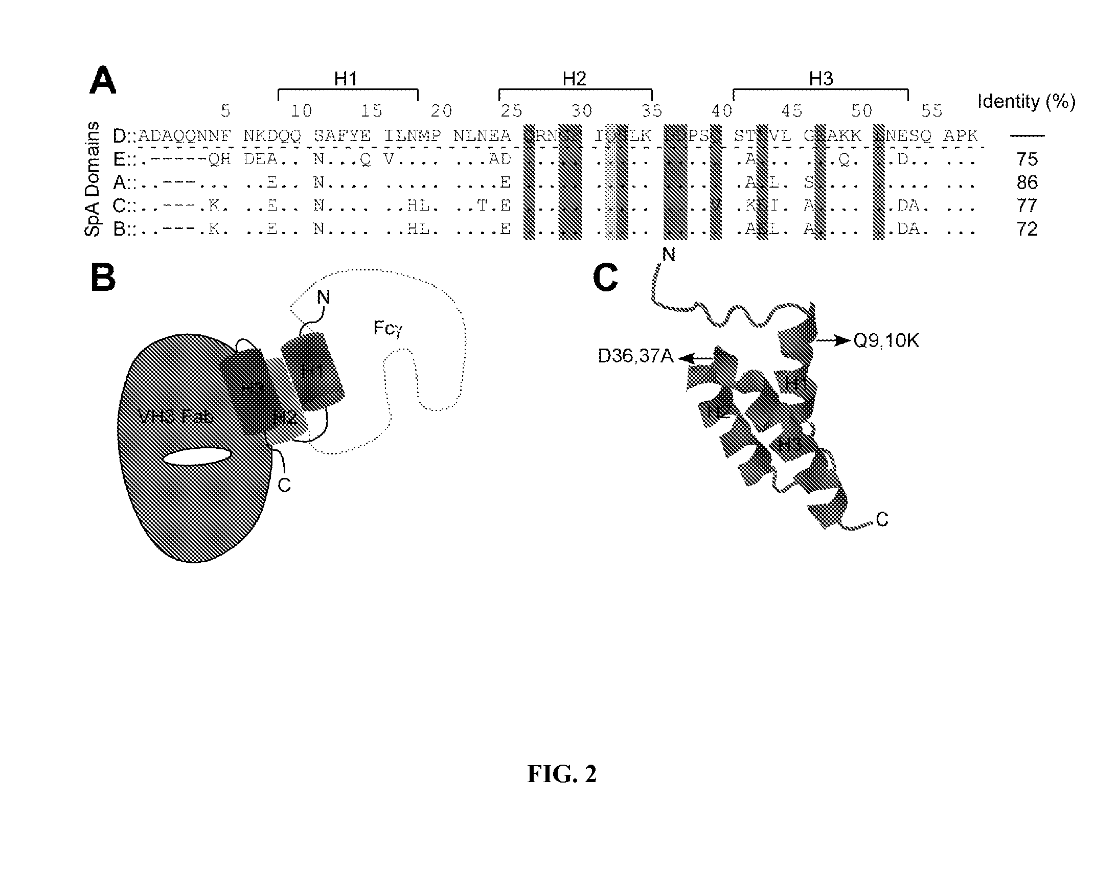 Methods and compositions involving protective staphylococcal antigens