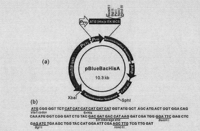 Method for using silkworm cultured cell to express antibacterial peptide Cecropin B