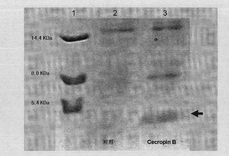 Method for using silkworm cultured cell to express antibacterial peptide Cecropin B