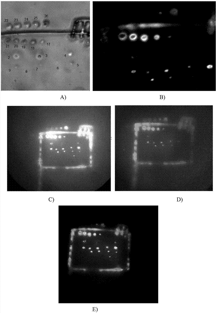 Preparation method of carbon dot and array thereof