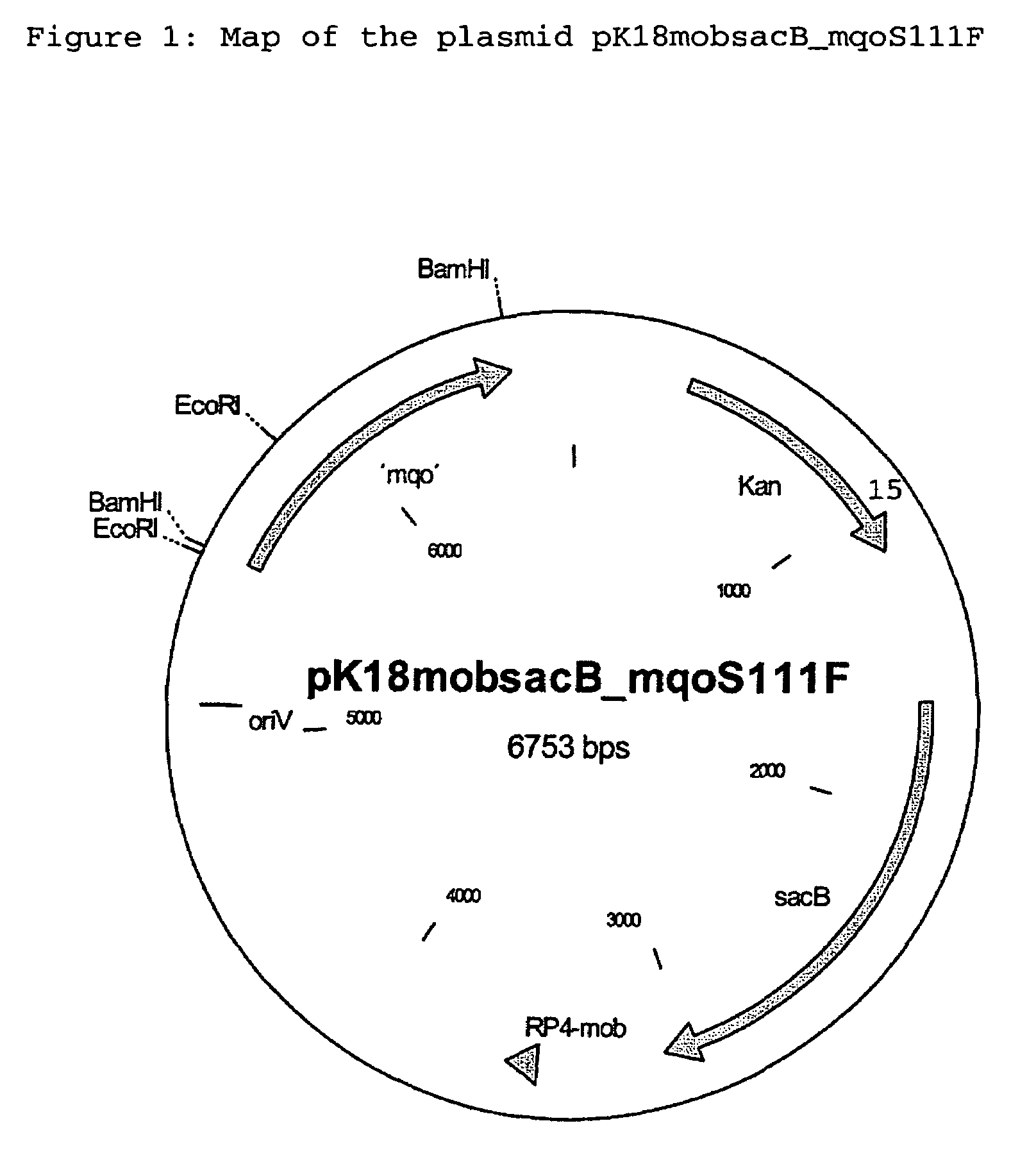 Alleles of the mqo gene from coryneform bacteria