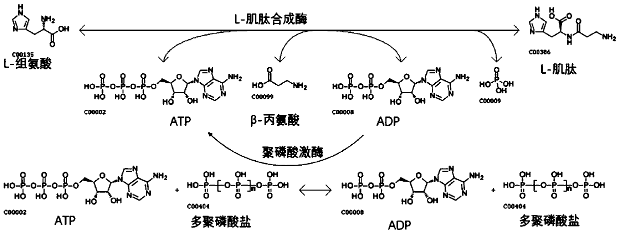 Method for synthetizing L-carnosine by one-step method and truncated L-carnosine synthetase