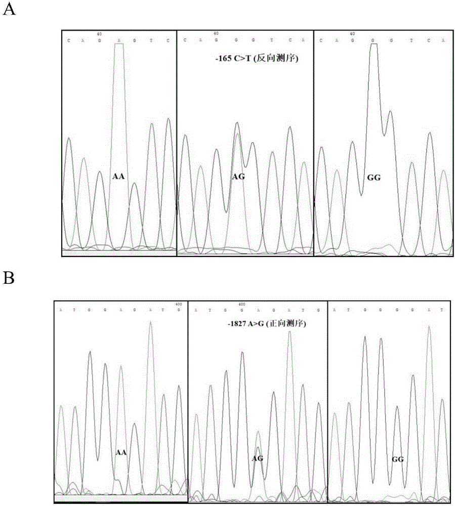 Molecular marking method for two mutation sites in chicken PTHLH gene 5' regulatory region and application thereof in chicken breeding