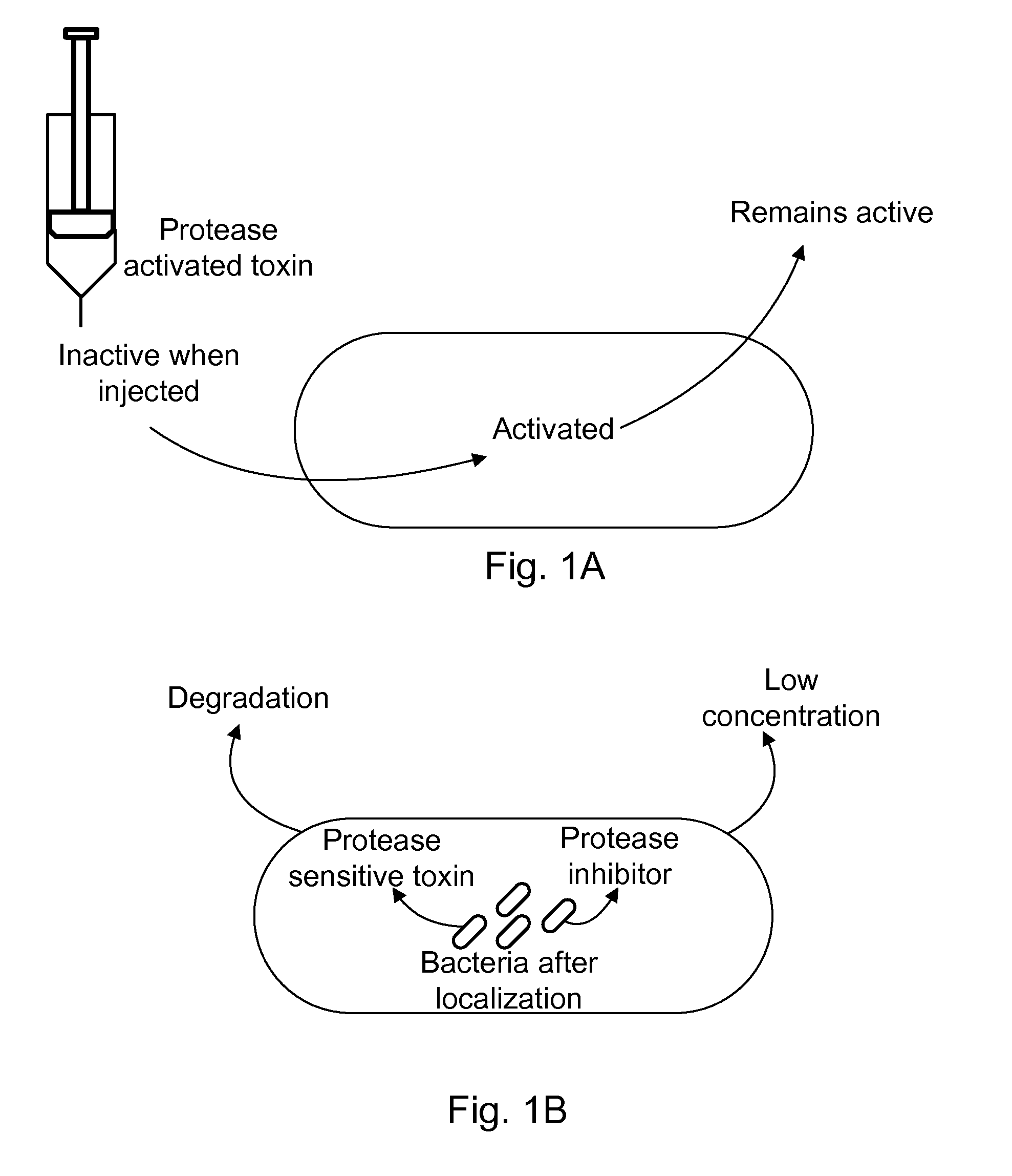 Protease sensitivity expression system