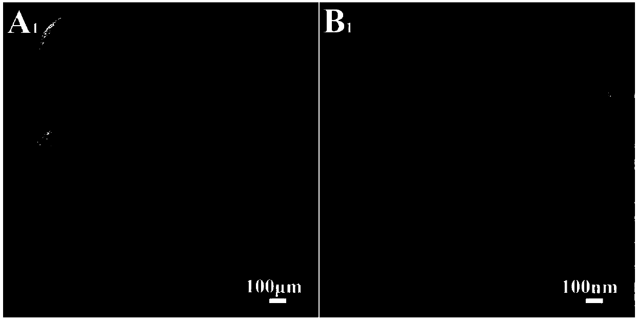 Preparation method of carboxymethylcellulose porous hemostatic microspheres