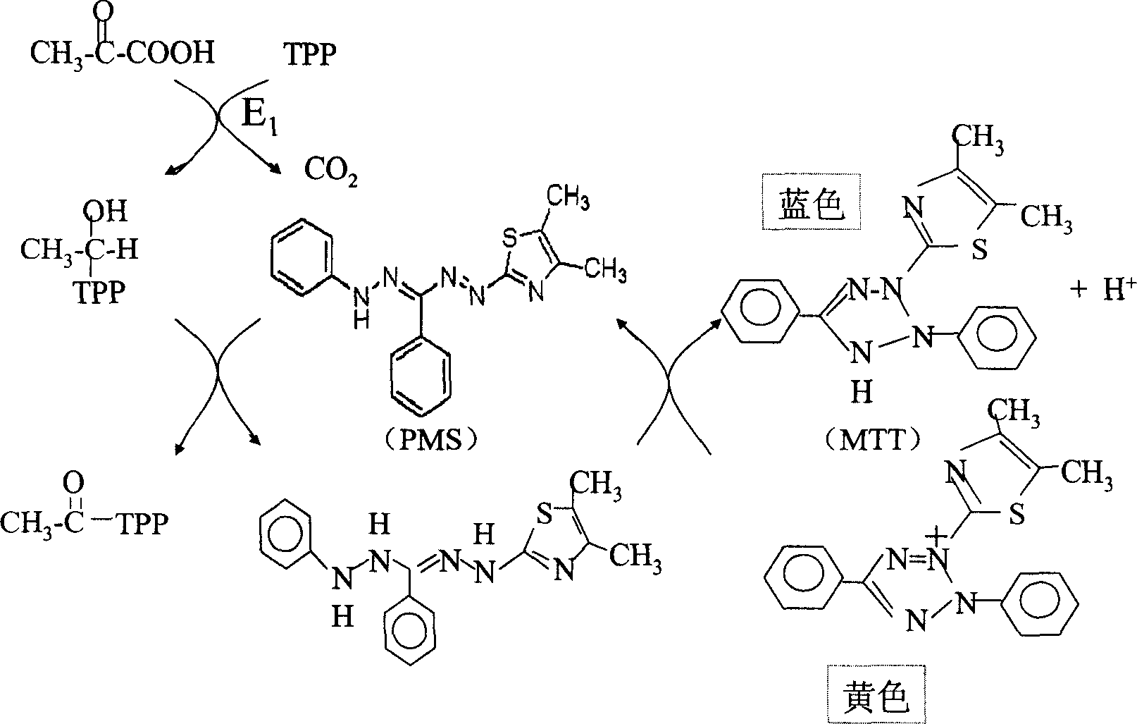 Spectrophotometry for testing activity of pyruvic acid dehydrogenase system