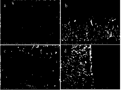 Simple preparation method for mordenite membrane with low silica-alumina ratio