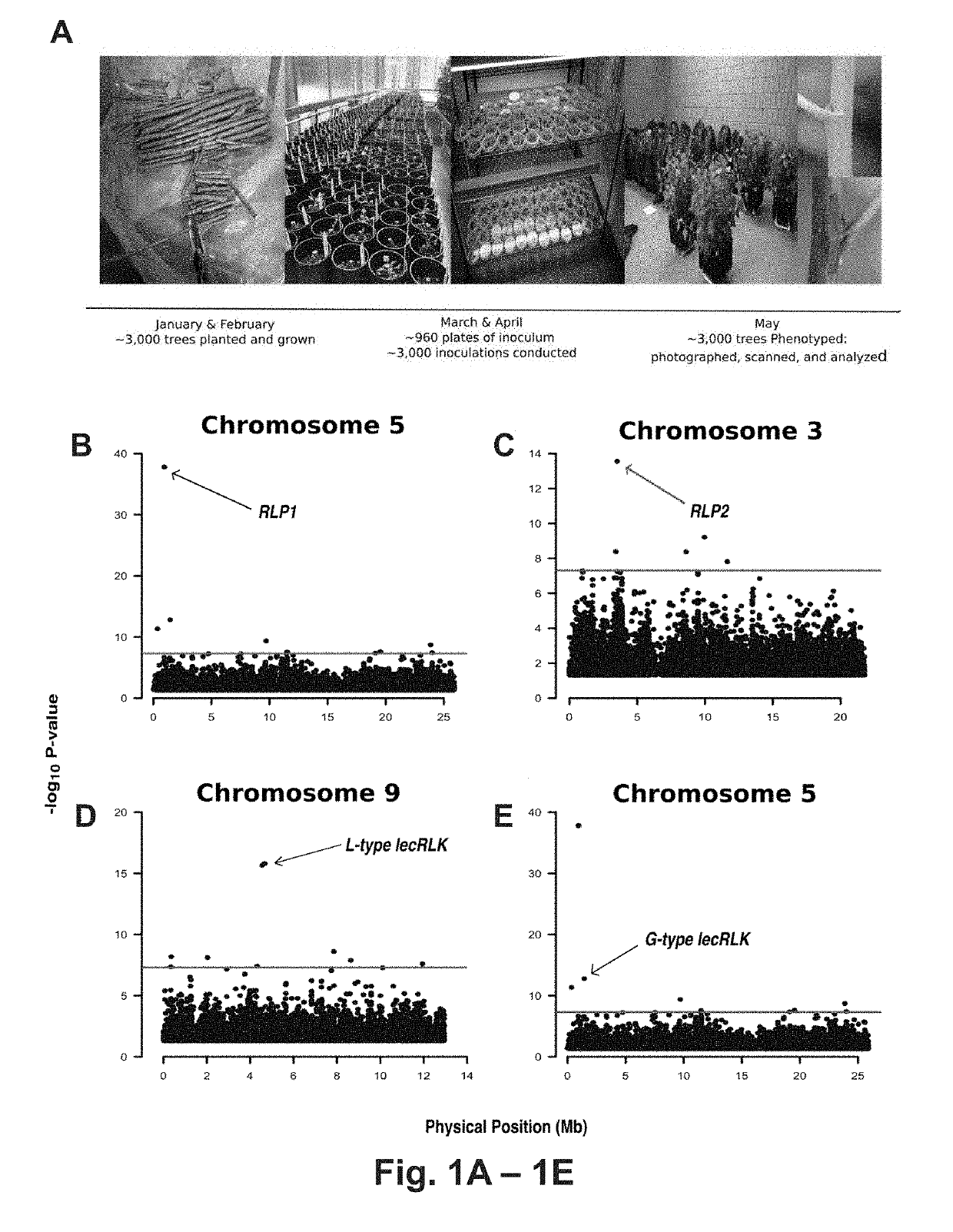 Methods of identifying and modulating pathogen resistance in plants