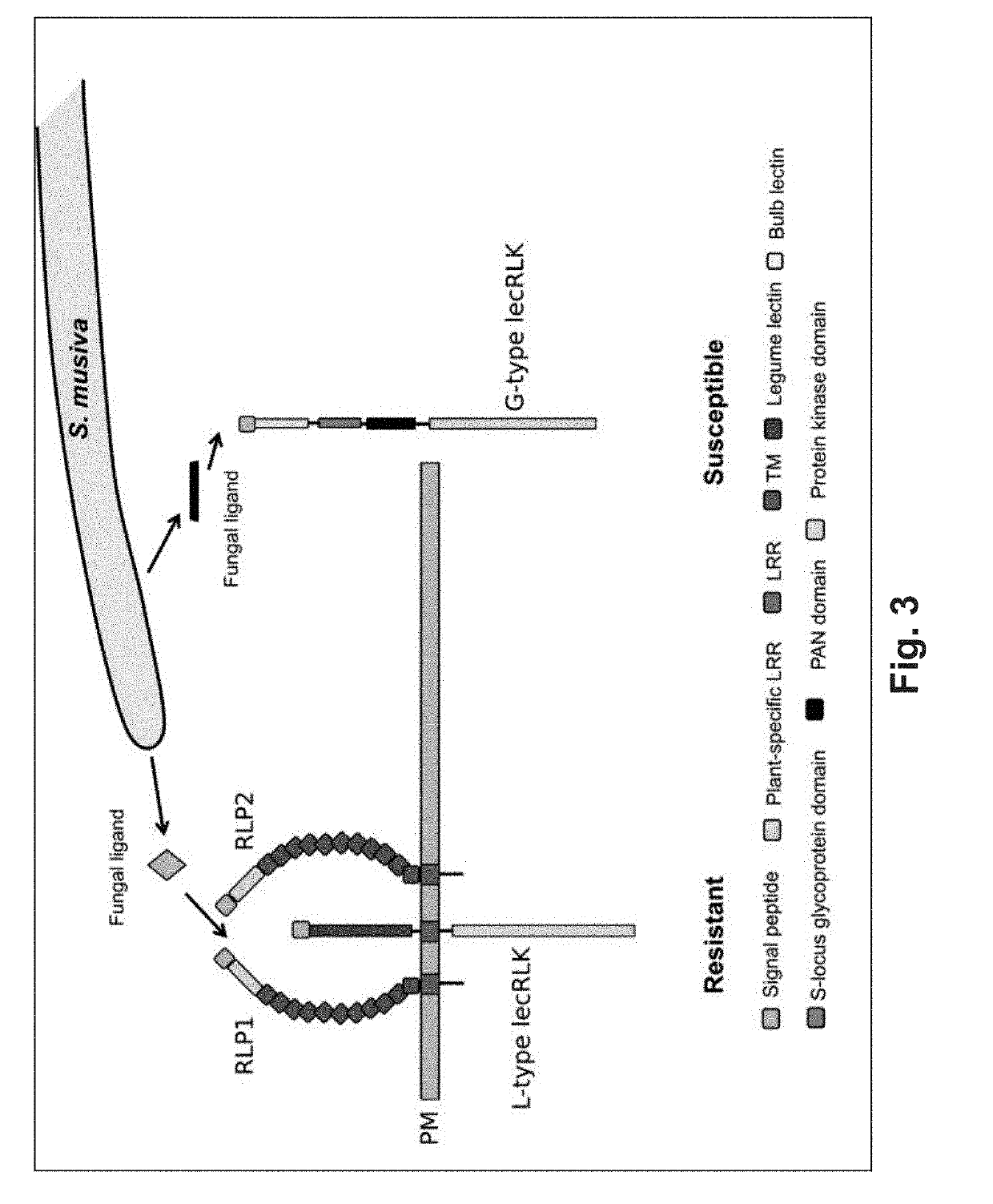 Methods of identifying and modulating pathogen resistance in plants