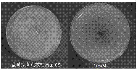 Use of glibenclamide in the preparation of fungicides for preventing and treating plant diseases caused by plant pathogenic bacteria