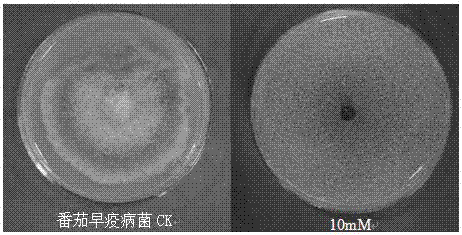 Use of glibenclamide in the preparation of fungicides for preventing and treating plant diseases caused by plant pathogenic bacteria