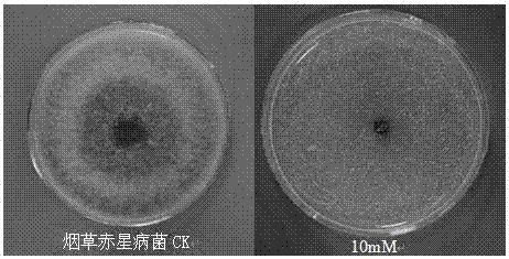 Use of glibenclamide in the preparation of fungicides for preventing and treating plant diseases caused by plant pathogenic bacteria