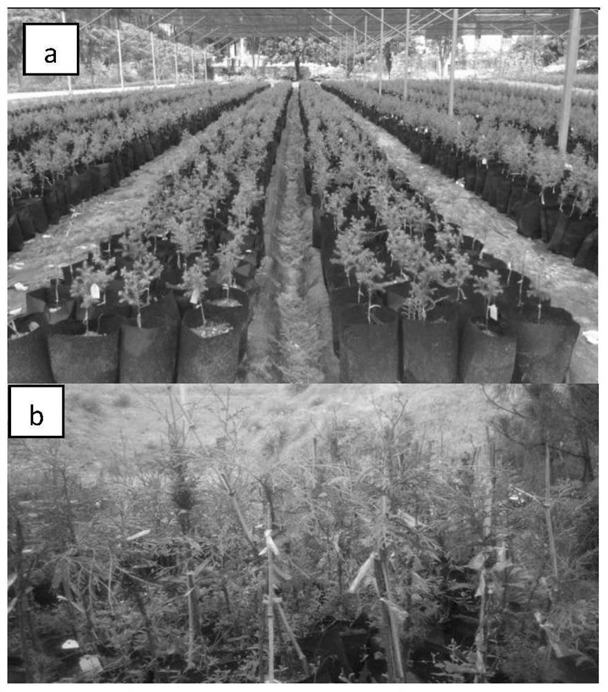 Construction method of high-yield early-fruiting cedar dwarf clonal seed orchard