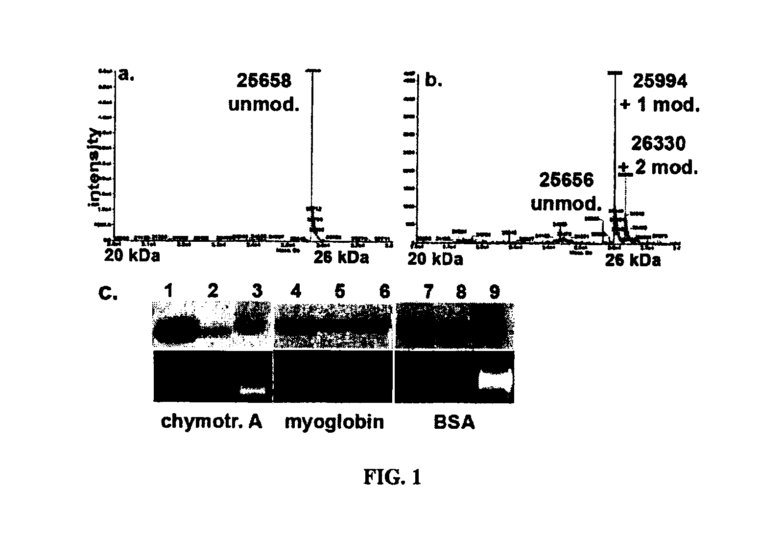 Tyrosine bioconjugation through aqueous Ene-like reactions