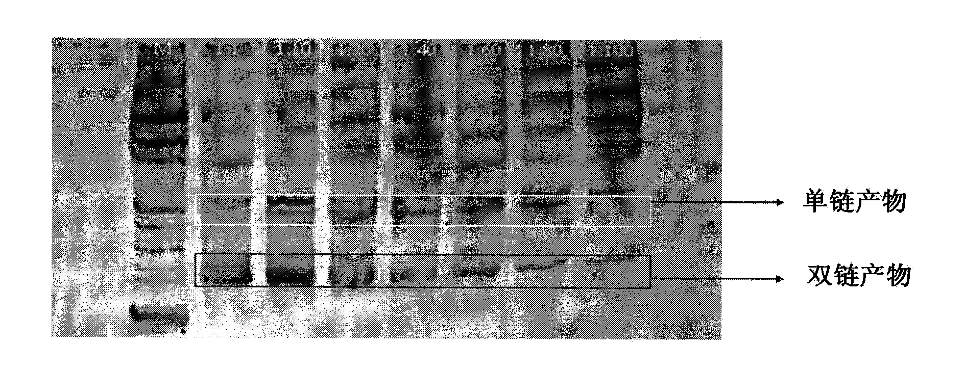 Fast typing detection method of high-flux visualized HPV (Human Papilloma Virus) gene chip