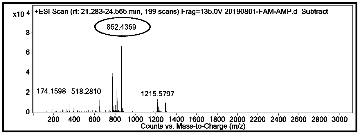 Antimicrobial agent FAM-AMP with gelatinase digestion sequence for detection of S.aureus bacteria