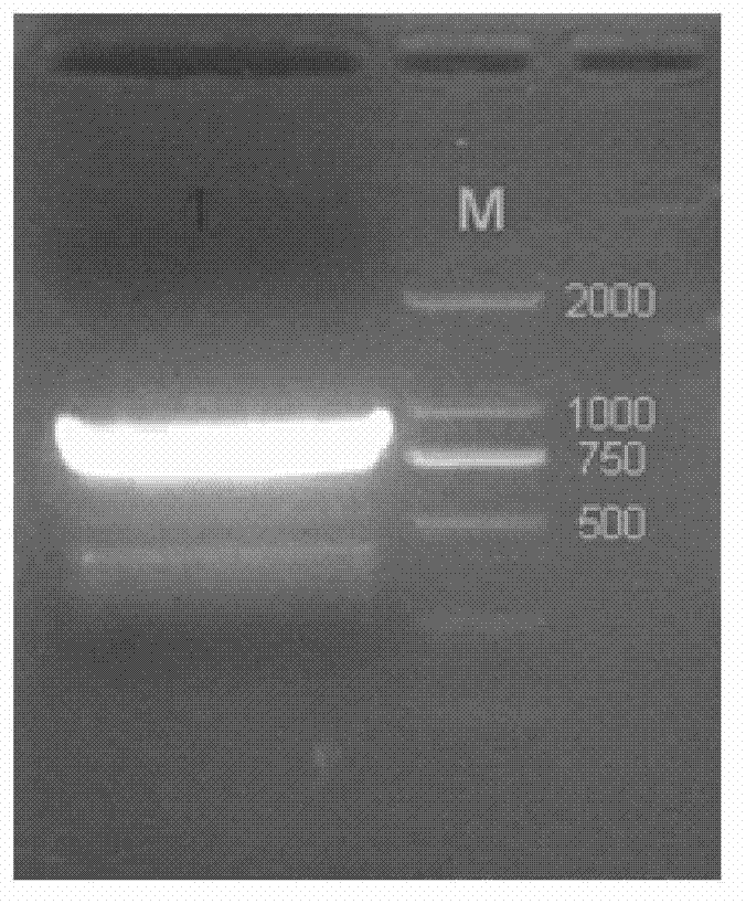 TNF (Tumor Necrosis Factor)-related apoptosis-inducing ligand fusion protein and preparation method thereof