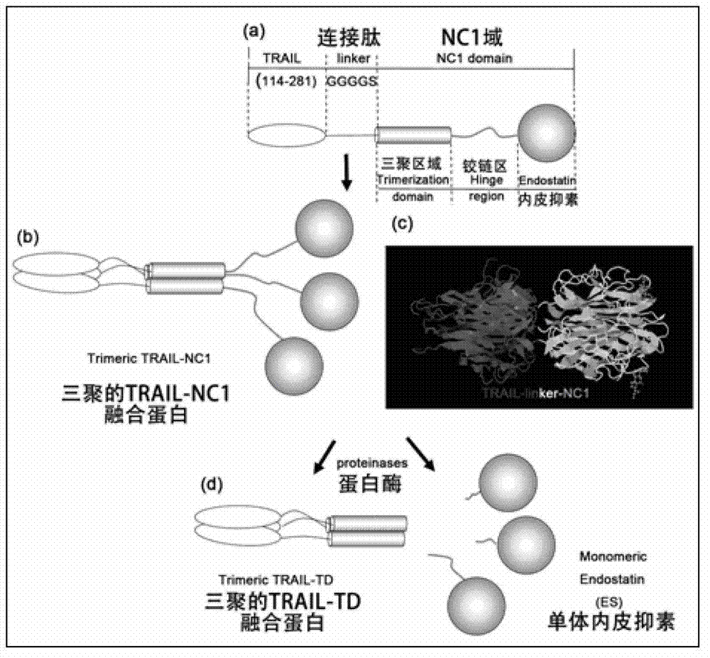 TNF (Tumor Necrosis Factor)-related apoptosis-inducing ligand fusion protein and preparation method thereof