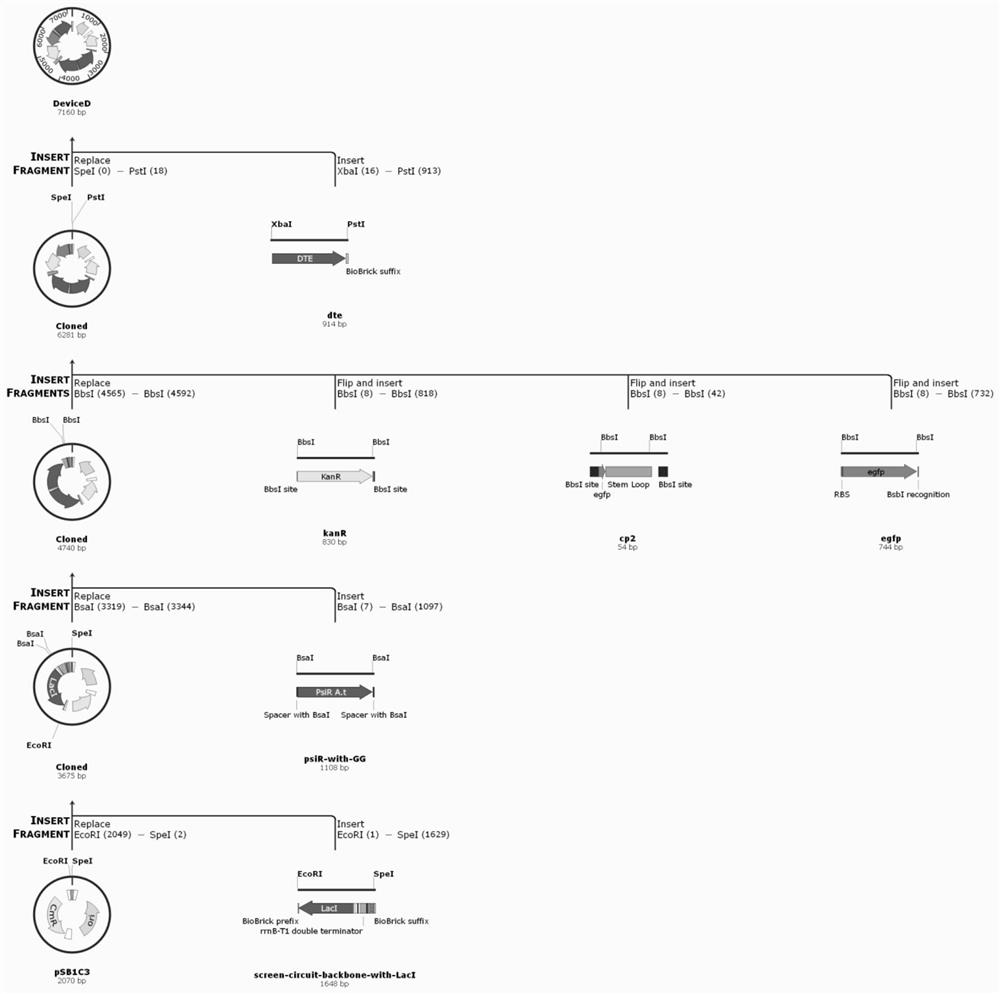 Recombinant plasmid, recombinant engineering bacterium as well as construction method and application thereof in improving yield of D-psicose