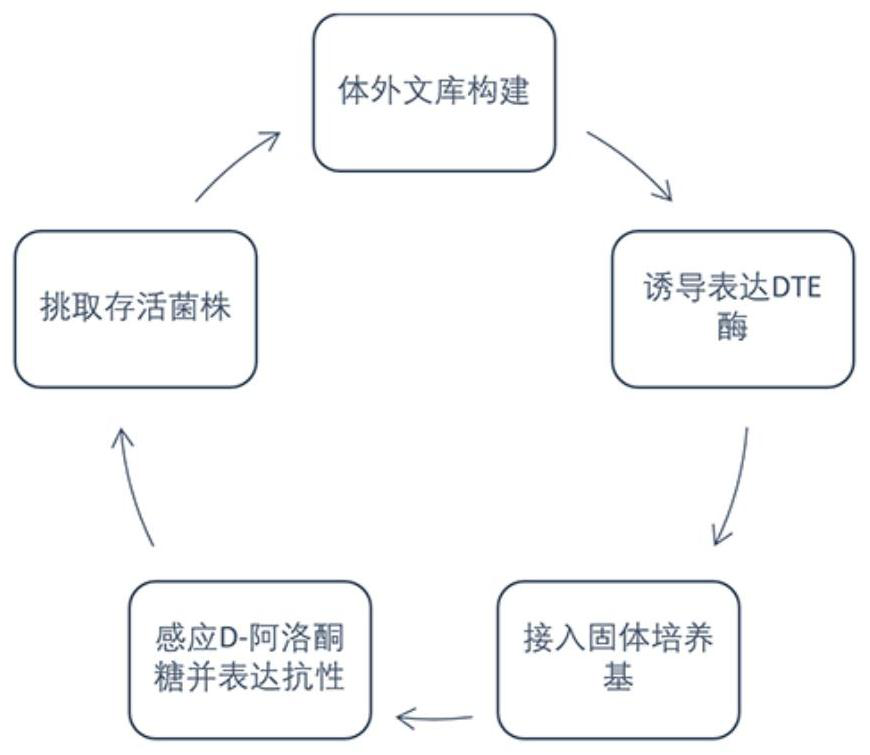 Recombinant plasmid, recombinant engineering bacterium as well as construction method and application thereof in improving yield of D-psicose