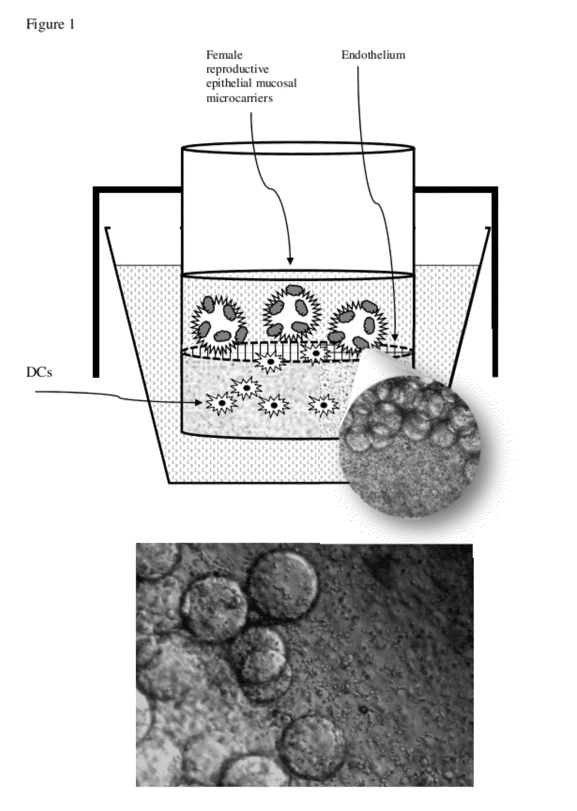 In vitro urogenital co-culture models