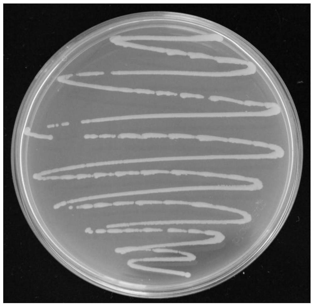 Saline-alkali tolerant growth-promoting bacterium YS-AT1 capable of secreting IAA and application thereof