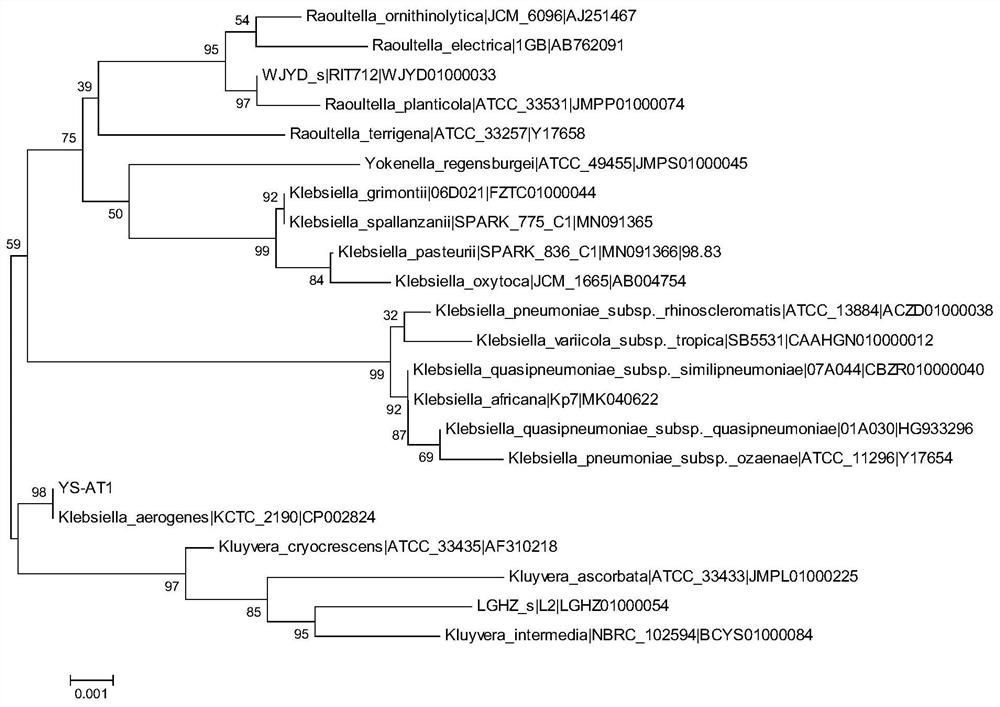 Saline-alkali tolerant growth-promoting bacterium YS-AT1 capable of secreting IAA and application thereof