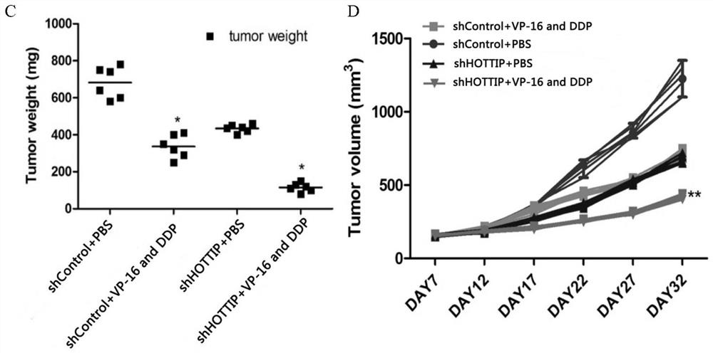 A target for predicting the sensitivity of small cell lung cancer patients to chemotherapy drugs and its application