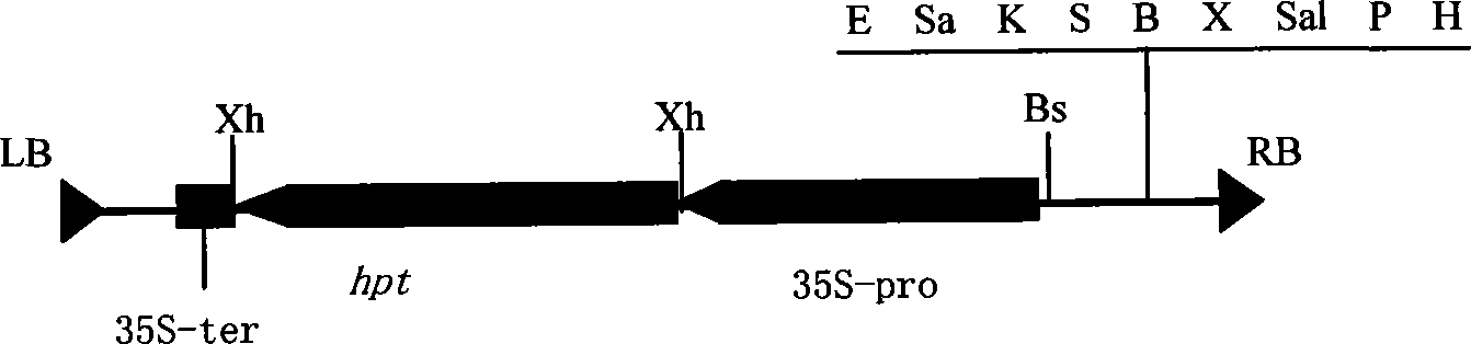 Expression vector for improving soy protein content and quality as well as preparation and use thereof