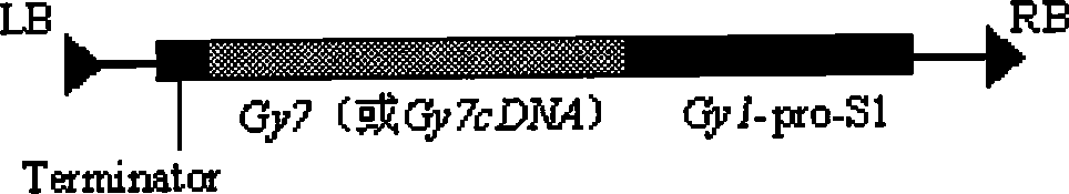 Expression vector for improving soy protein content and quality as well as preparation and use thereof