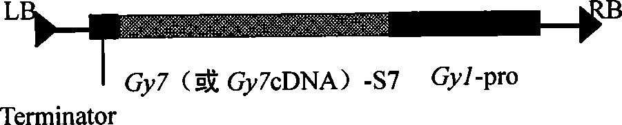 Expression vector for improving soy protein content and quality as well as preparation and use thereof