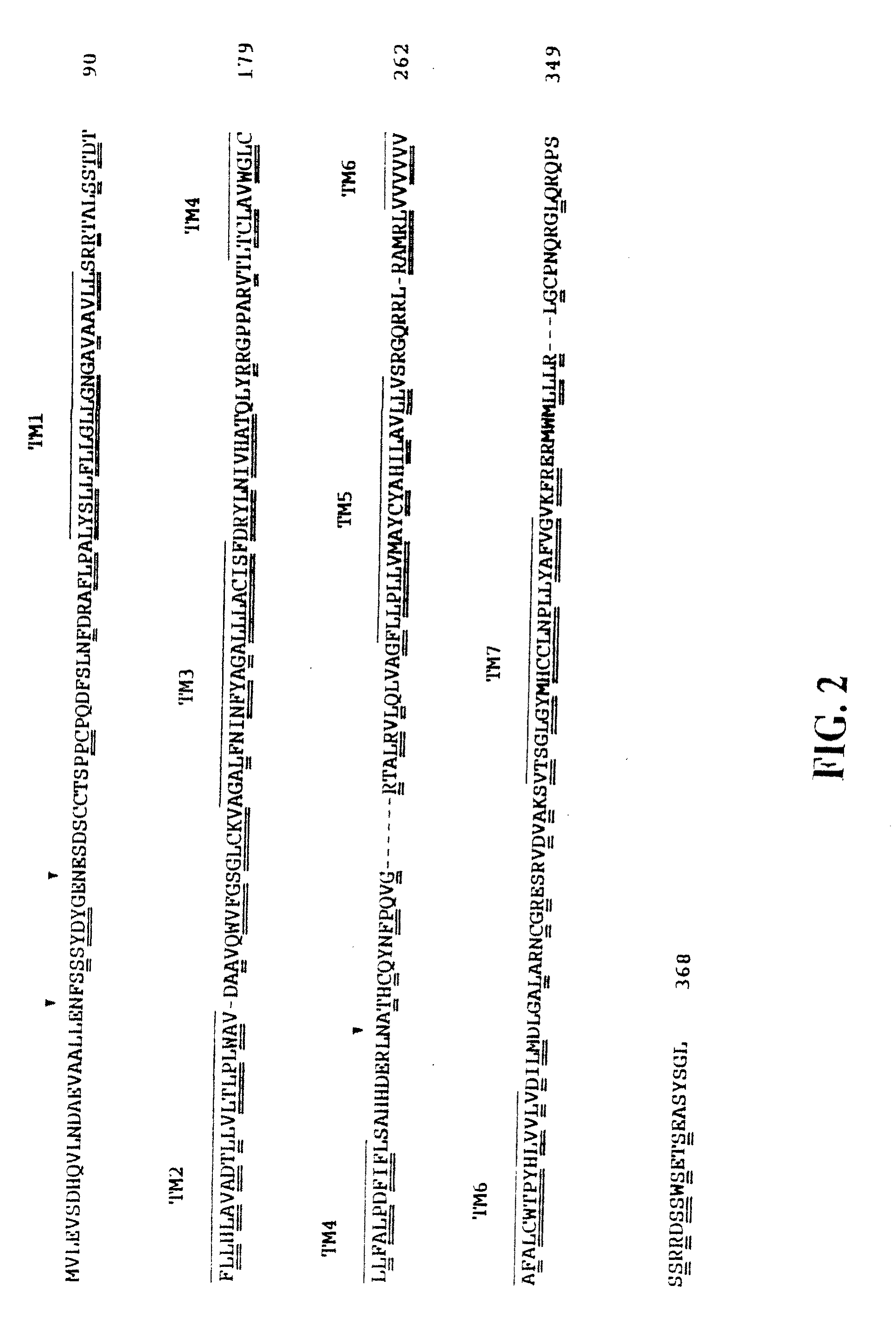 Method of inhibiting leukocytes with human cxc chemokine receptor 3 antibody