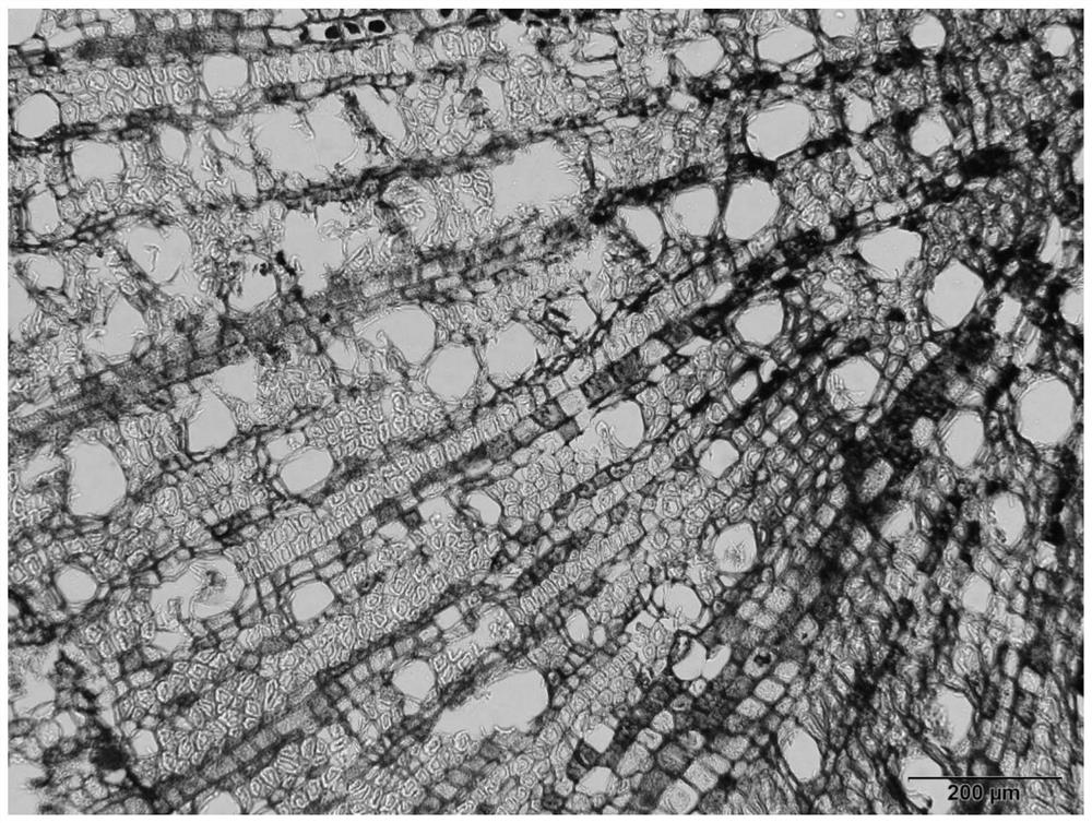 Method for preparing slices of black tiger root