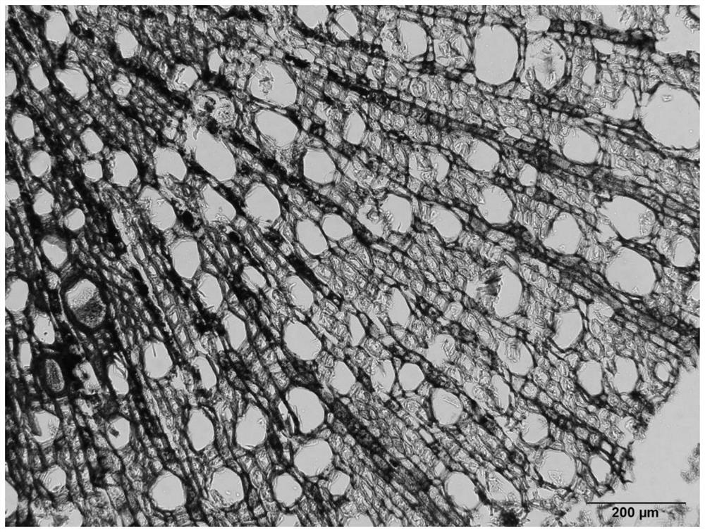 Method for preparing slices of black tiger root