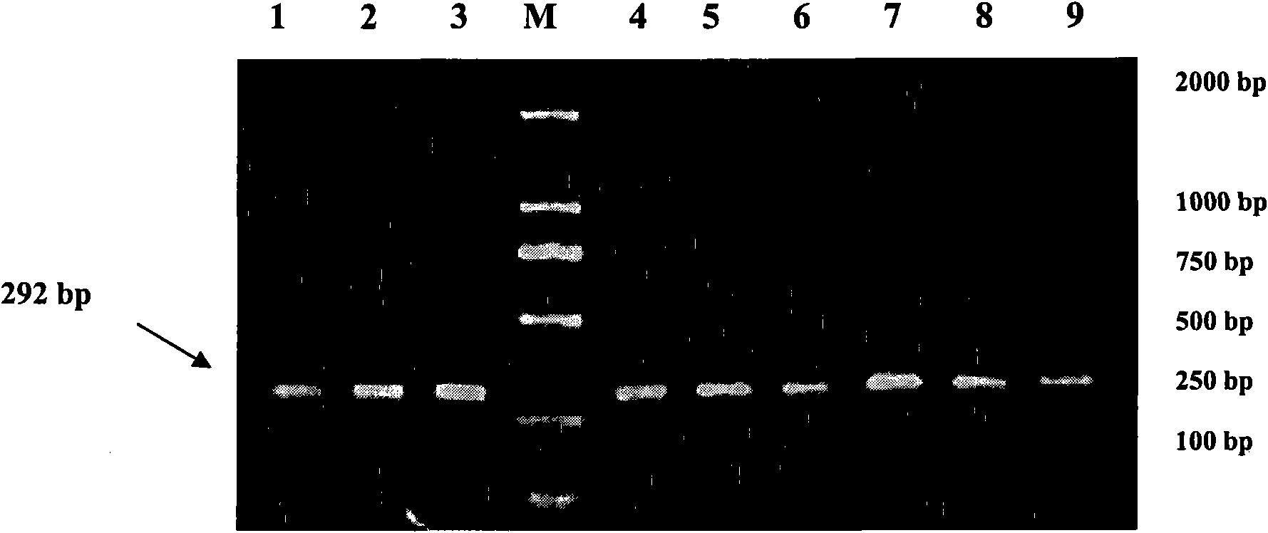 Method for detecting cattle ANGPTL4 gene single nucleotide polymorphism