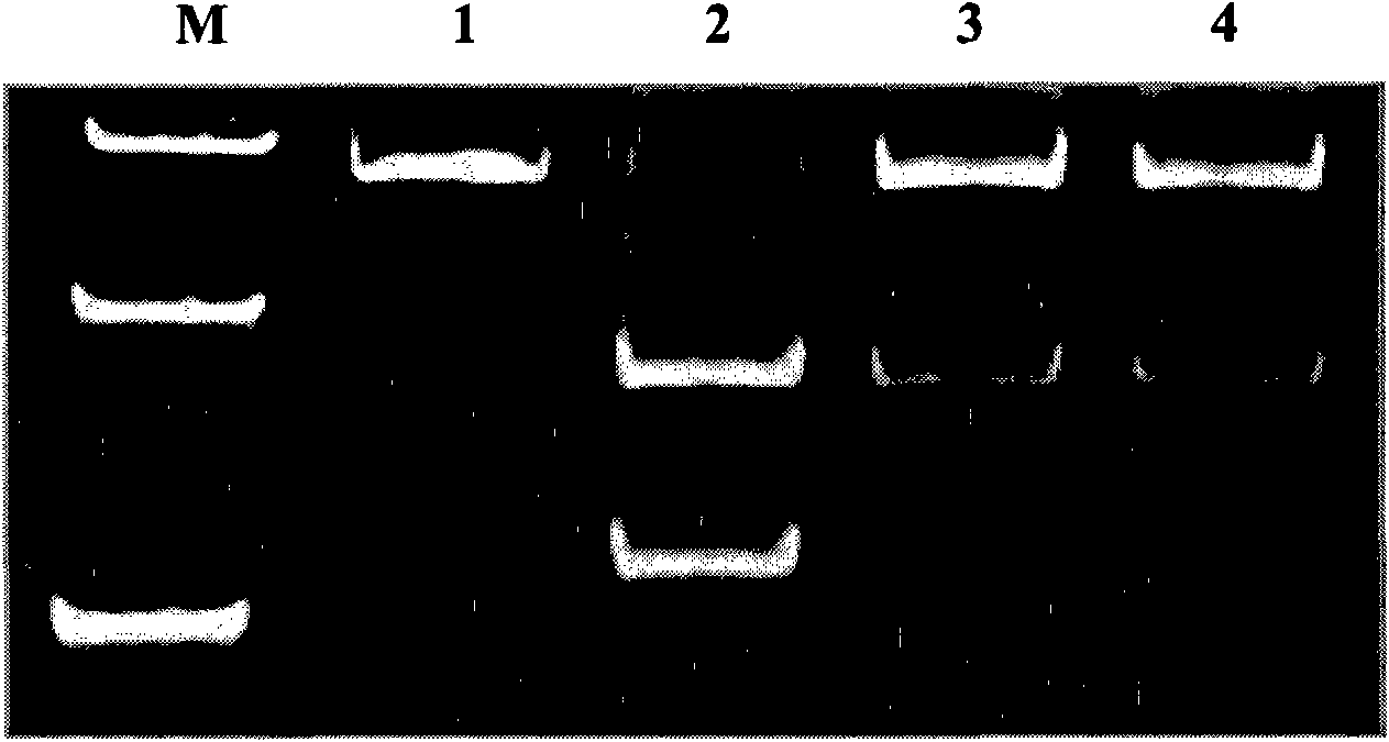 Method for detecting cattle ANGPTL4 gene single nucleotide polymorphism