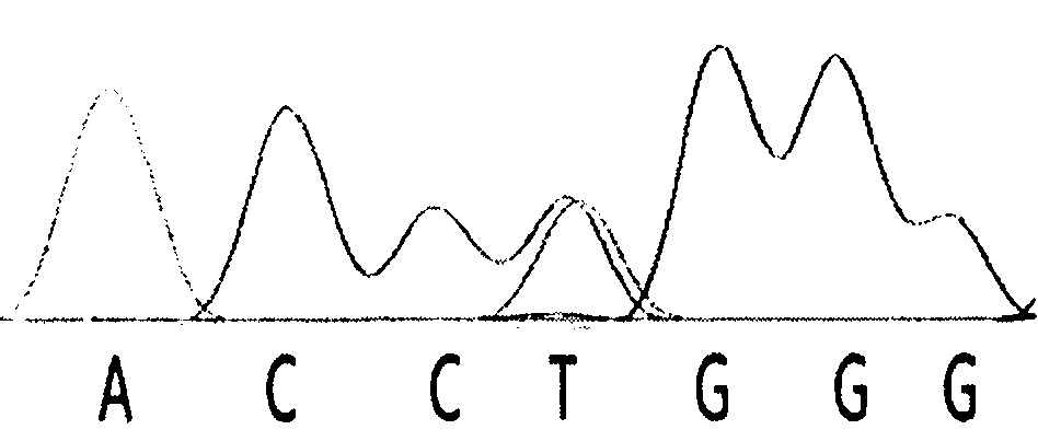 Method for detecting cattle ANGPTL4 gene single nucleotide polymorphism