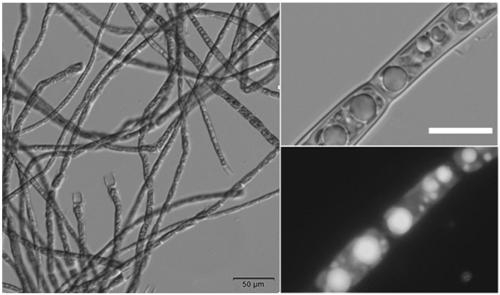 Method of utilizing tribonema to comprehensively refine biological product, biological diesel and biological material