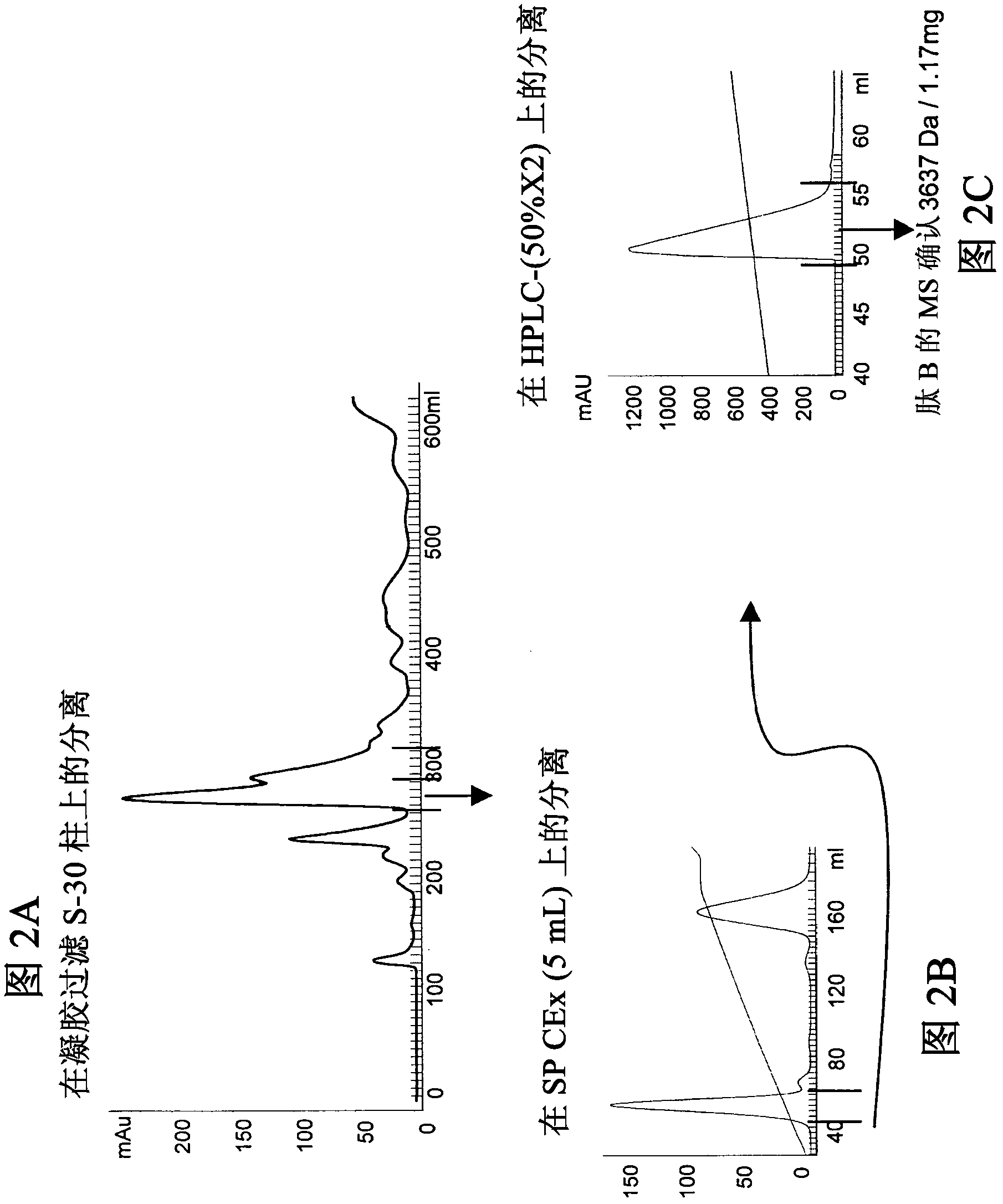 Novel peptides isolated from spider venom, and uses thereof