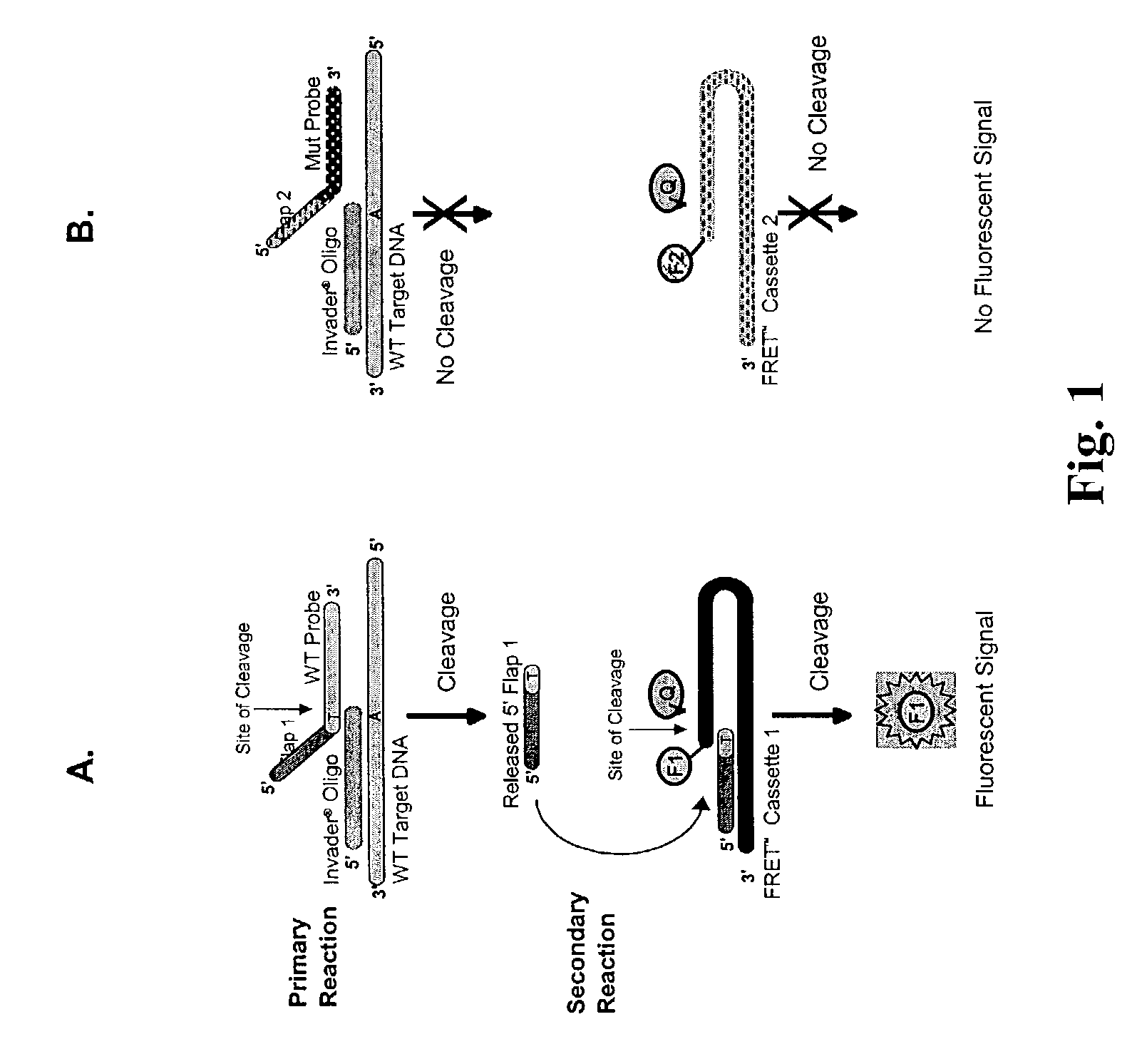 CFTR allele detection assays