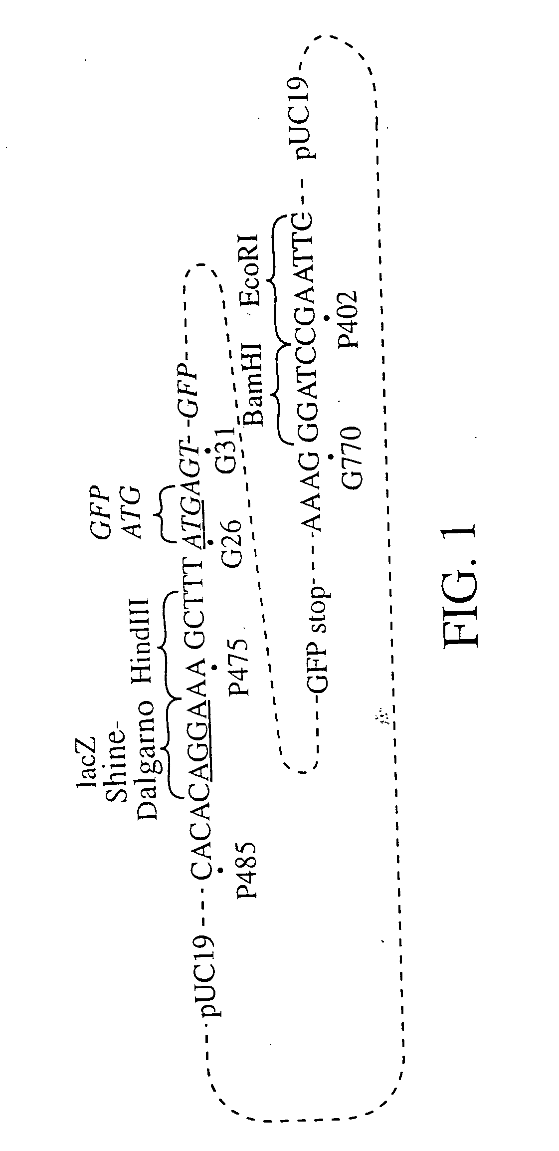 Novel fluorescent proteins