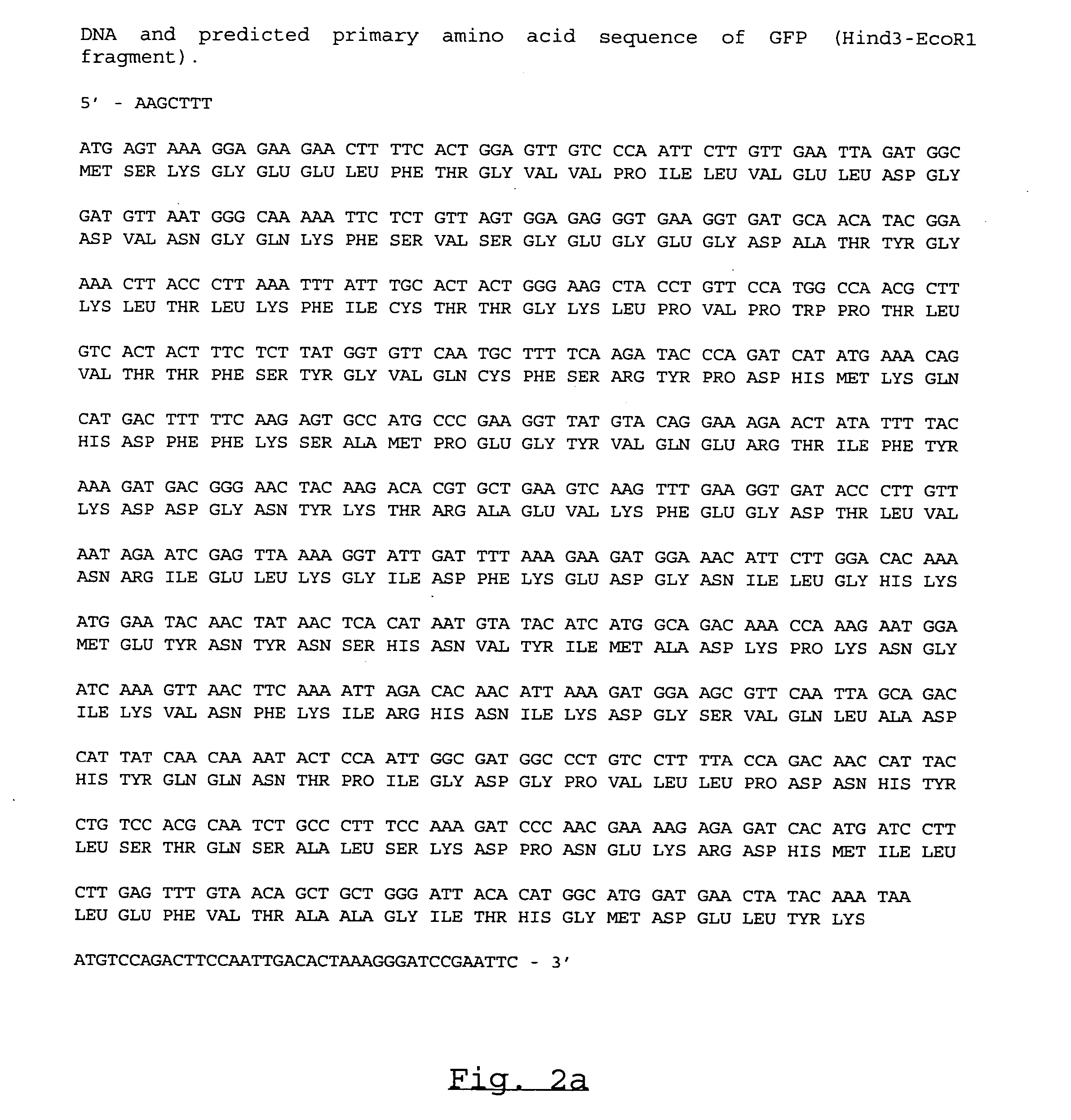 Novel fluorescent proteins