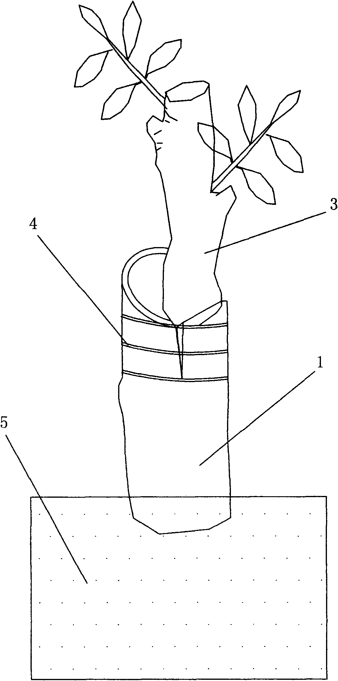 Rapid propagation method of unifying graft and cuttage of camellia